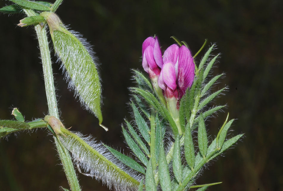 Vicia lutea subsp. vestita / Veccia gialla